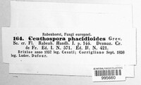 Ceuthospora phacidioides image